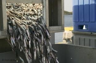 photo of Newfoundland F76T1290