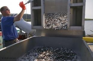 photo of Newfoundland F76T1299