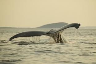 photo of Newfoundland Whale Watching Humpback Whale