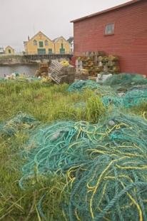 photo of newfoundland F76T7565