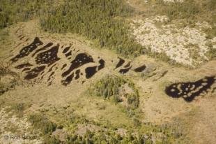 photo of newfoundland F76T8087