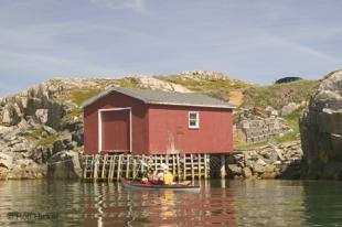 photo of newfoundland F76T8241