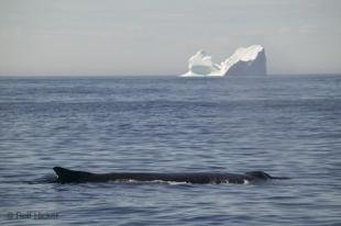 photo of humpback whale iceberg