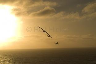 photo of Sunset Flying Gannets Muriwai Beach