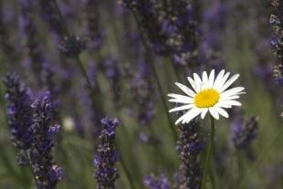 photo of Daisy Flower