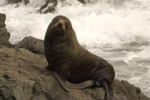 photo of Fur Seal