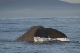 photo of new zealand whale watching