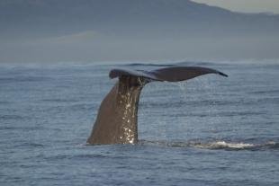 photo of Whales