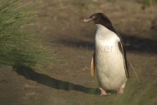 photo of penguin picture