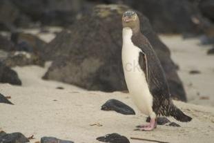 photo of new zealand birds