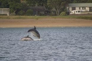 photo of Bottlenose Dolphins Jumping Close To Shore