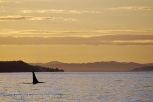 photo of Northern Resident Killer Whale Sunset Vancouver Island
