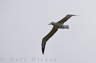 photo of Northern Royal Albatross Taiaroa Head Colony Otago South Island New Zealand