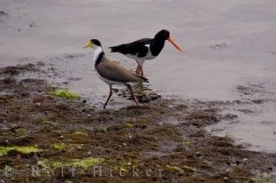 photo of Bird Species Of New Zealand Spur Winged Plover Pied Oystercatcher South Island
