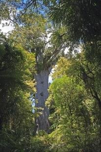 photo of Tane Mahuta God Of The Forest Waipoua Forest