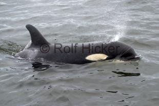 photo of Baby Orca Killer Whale Springer