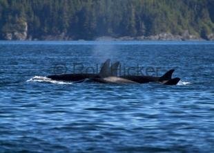photo of Traveling Orca Family Pod
