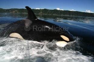 photo of Orca Whale Facts