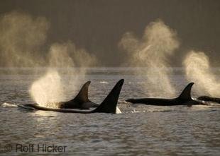 photo of Orca Whales Traveling Backlit