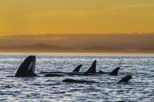 photo of Peaceful Orca Resting line