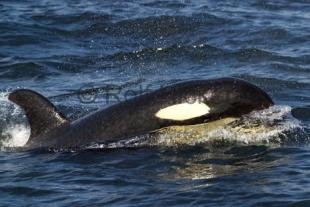 photo of orca baby