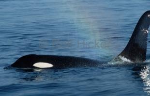 photo of Orca Blow Rainbow