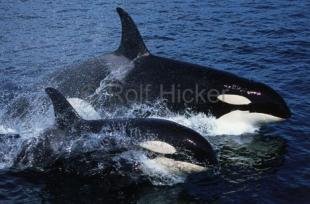 photo of Orcas Surfing Wake Riding