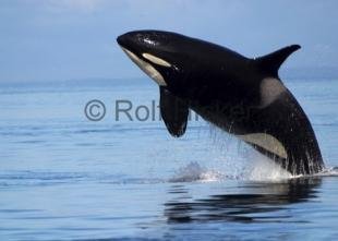 photo of Orcinus Orca