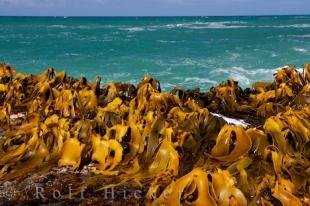 photo of Otago Coastline Fossil Forest Curio Bay