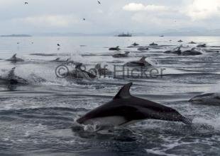 photo of Pacific White Sided Dolphins