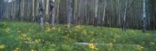 photo of panoramic banff national