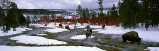 photo of Panorama Buffalo Yellowstone National Park