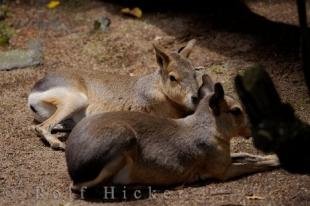photo of Picture Patagonian Cavy Mara Dolichotis Patagona