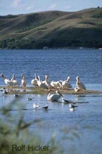 photo of pelicans