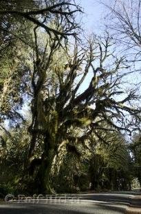 photo of photo of rainforest