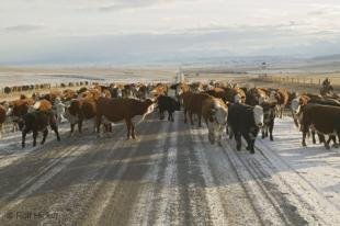 photo of cattle brands