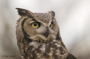 photo of Hungry Eyes