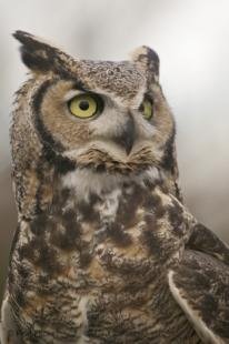 photo of great horned owl portrait