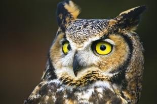 photo of Great Horned Owl Close Bird Portrait