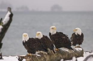 photo of Four Bald Eagles Sitting on Tree Pictures Of Eagles