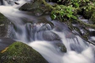 photo of pictures of rain forests