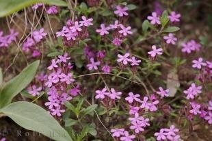 photo of Pink Roadside Wildflowers Tuscany Italy