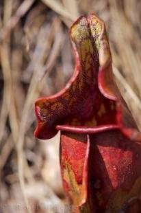 photo of Pitcher Plant Tablelands Trail Gros Morne National Park Newfoundland