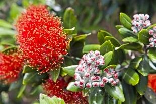 photo of Pohutukawa Tree Flowering Picture