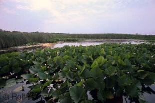 photo of Point Pelee National Park Wetlands