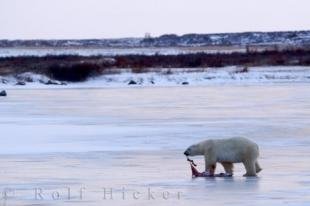 photo of Polar Bear Food Hudson Bay Churchill