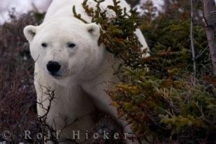 photo of Polar Bear Games Churchill Manitoba
