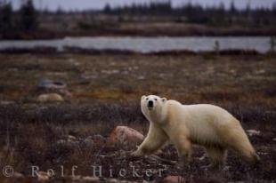 photo of Polar Bear Habitat Churchill Manitoba