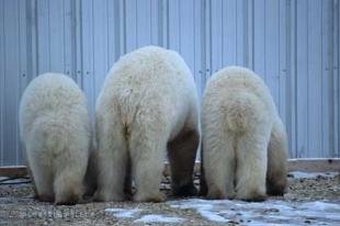 photo of Polar Bears