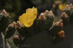 photo of Prickly Pear Cactus Spain
